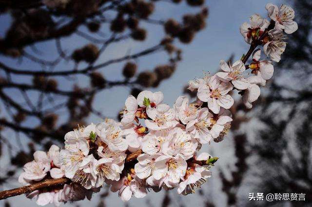 一枝红杏幽墙来打一生肖，全面释义、详细解答解释落实