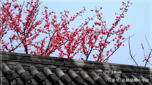 一枝红杏幽墙来打一生肖，全面释义、详细解答解释落实